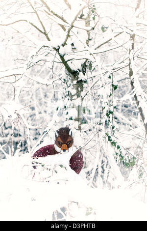 Frau trägt eine Maskierung Fuchs im Schnee Stockfoto