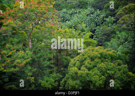 Regenwald mit afrikanischen Tulpenbaum in voller Blüte. Hanaunau Küste. Hawaii, Big Island. Stockfoto