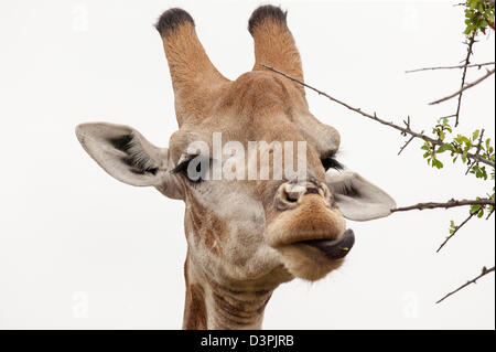 Giraffe (Giraffa Plancius) beobachtete Sie mich beobachtete.  Extrem nah oben Kopf geschossen. Stockfoto