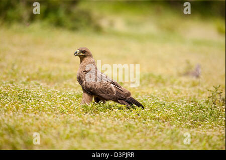 Tawny Eagle (Aquila Rapax) beobachten Sie beobachtete mich Stockfoto