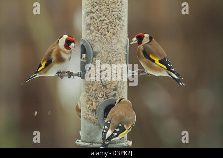 Europäische Goldfinch - (Zuchtjahr Zuchtjahr) - am Vogelhäuschen. Stockfoto