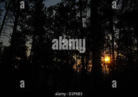 Gelbe Sonne in blauen Himmel leuchten hell durch schwarze Kiefer Bäume, Lover es Sprung Trail, Black Hills, South Dakota, USA Stockfoto