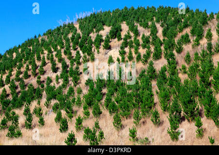 Junge Kiefern wachsen in Forstwirtschaft block Stockfoto