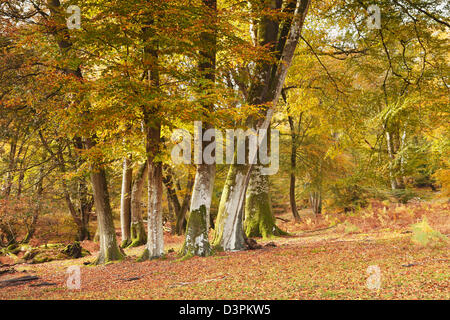 Farben des Herbstes im New Forest, Hampshire, Großbritannien Stockfoto