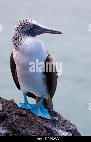 Eine blau footed Tölpel, Sula Nebouxii Excisa, auf der Insel Santa Cruz Galapagos-Inseln, Ecuador. Stockfoto