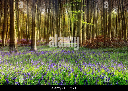 Wellen von Licht durch Bluebell Holz, untere Oldfield Wäldchen, Angmering Park, West Sussex Stockfoto