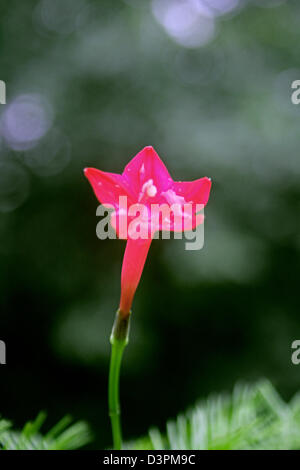 Cypress-Rebe, Star-Ruhm, Kolibri Ranke, Ipomoea Quamoclit, Indien Stockfoto