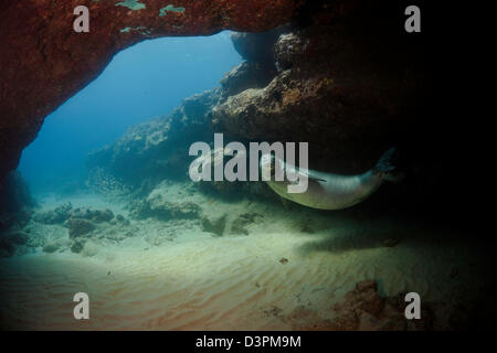 Hawaiianische Mönchsrobbe, Monachus Schauinslandi, endemische und gefährdete, Hawaii. Stockfoto