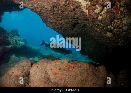 Hawaiianische Mönchsrobbe, Monachus Schauinslandi, endemische und gefährdete, Hawaii. Stockfoto