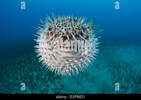 Die gefleckte Igelfischen, Diodon Hystrix, ernähren sich vor allem in der Nacht auf die harte Schale Wirbellosen. Hawaii. Stockfoto