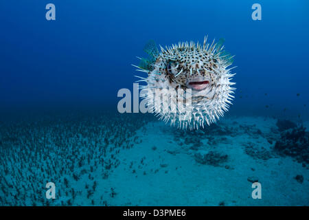 Die gefleckte Igelfischen, Diodon Hystrix, ernähren sich vor allem in der Nacht auf die harte Schale Wirbellosen. Hawaii. Stockfoto