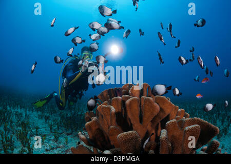 Ein Fotograf (MR) reiht sich auf eine Gruppe von hawaiianischen Domino Riffbarsche, Dascyllus Albisella, Maui, Hawaii. Stockfoto