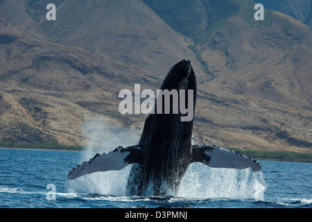 Dagegen verstößt Buckelwal, Impressionen Novaeangliae mit West Maui im Hintergrund, Hawaii. Stockfoto