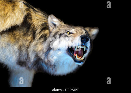 Gefüllte graue Wolf (Canis Lupus) auf schwarzem Hintergrund isoliert Stockfoto
