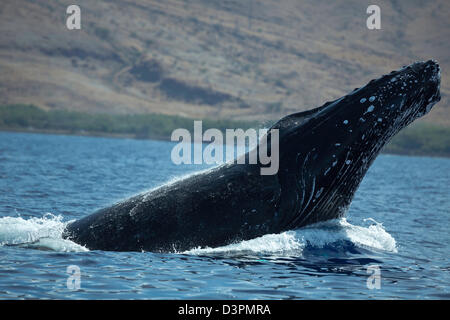 Dagegen verstößt Buckelwal, Impressionen Novaeangliae mit West Maui im Hintergrund, Hawaii. Stockfoto