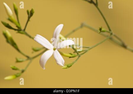 Azoren Jasmin Pflanze und Blume (Jasminum Azoricum) mit gelbem Hintergrund Stockfoto