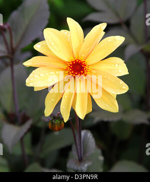 Blütenstand einer Apricot farbigen Dahlien Stockfoto