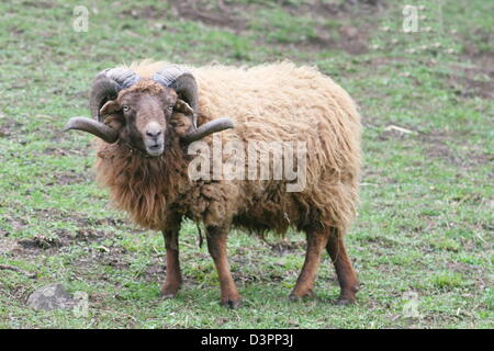 Schaf ram Skudde (Ovis Ammon f. Aries) Stockfoto