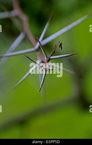 Gummiarabikum, Babool, Acacia Nilotica Subspecies Indica, Indien Stockfoto