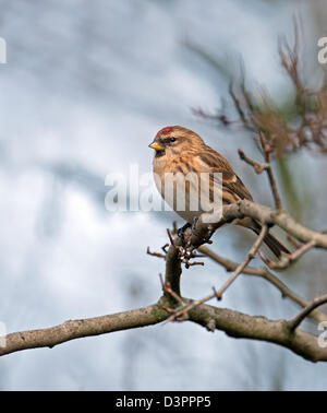 Weibliche weniger Redpoll. (Zuchtjahr Cabaret) Winter. UK Stockfoto