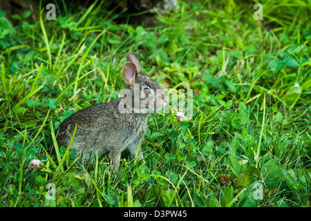 Östlichen Cottontail Kaninchen Stockfoto