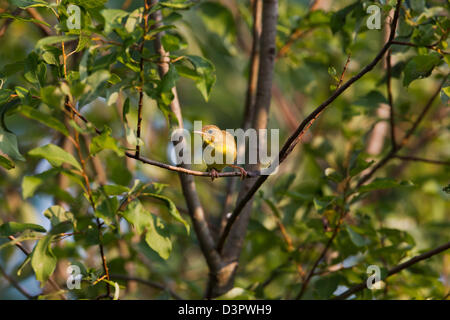 Juvenile gemeinsame gelbem Schlund Stockfoto
