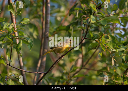 Juvenile gemeinsame gelbem Schlund Stockfoto