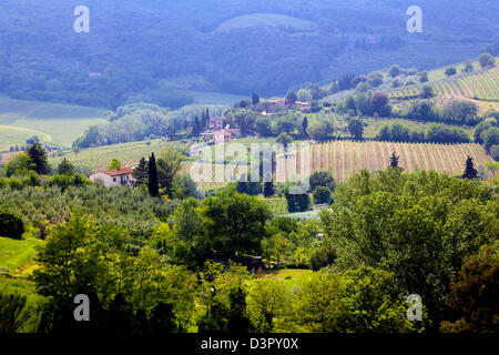 Ländliches Motiv von Weinbergen und sanften toskanischen Hügeln in der Nähe von San Gimignano in Italien Stockfoto