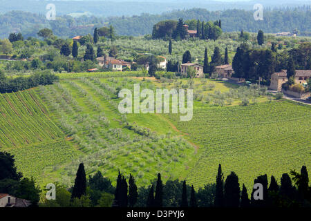 Ländliches Motiv von Weinbergen und sanften toskanischen Hügeln in der Nähe von San Gimignano in Italien Stockfoto