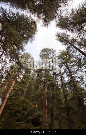 Niedrigen Winkel Ansicht von hohen Kiefern in einem Wald, Shimla, Himachal Pradesh, Indien Stockfoto