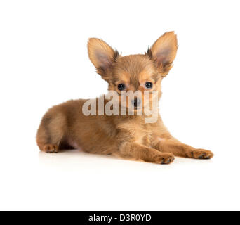 Toy Terrier Welpe liegend Stockfoto