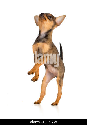 Stehende Welpen. Russkiy Toy Terrier. Stockfoto