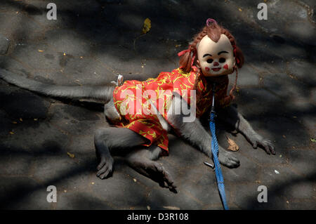 Eine tierische Komödie bekannt als Affenmaske in Jombang, Ost-Java. Stockfoto