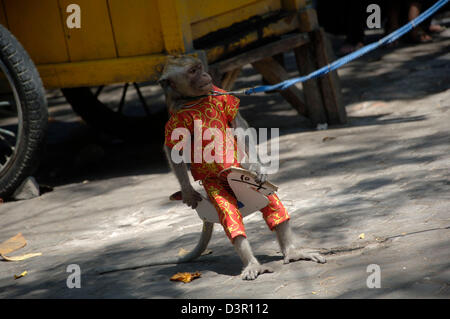 Tierische Komödie bekannt als Affenmaske in Jombang, Ost-Java. Stockfoto