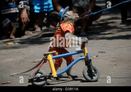 Tierische Komödie bekannt als Affenmaske in Jombang, Ost-Java. Stockfoto