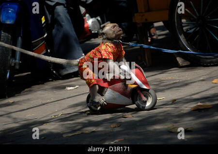 Tierische Komödie bekannt als Affenmaske in Jombang, Ost-Java. Stockfoto