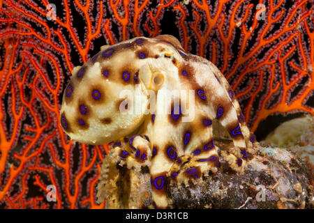 Die tropischen blau-beringte Krake, Hapalochiaena Lunulata, Philippinen. Stockfoto