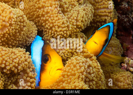 Diese zwei Orange-Fin-Anemonenfischen Amphiprion Chrysopterus sind versteckt in ihrer Host-Anemone, Fidschi abgebildet. Stockfoto