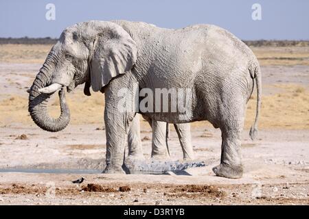 Schlammigen Elefanten an einer Wasserstelle in Etosha Nationalpark, Namibia Stockfoto