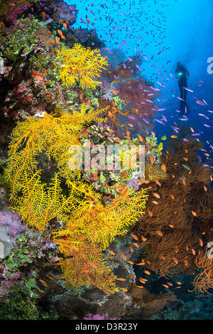 Taucher (MR) und eine Fidschi Riff-Szene mit verschiedenen Formen von Weichkorallen und Schulbildung Anthias. Stockfoto