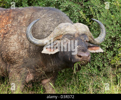 Ein Schlamm verkrustet afrikanischen oder Kaffernbüffel (Syncerus Caffer) bull Beweidung in Addo Elephant National Park, Südafrika. Stockfoto