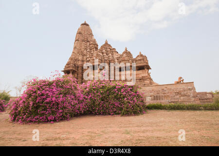 Blühende Bougainvillea in der Nähe eines Tempels, Lakshmana Tempel, Khajuraho, Chhatarpur Bezirk, Madhya Pradesh, Indien Stockfoto