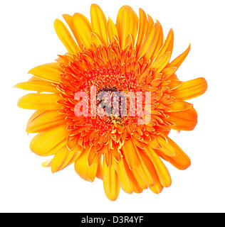 Blume Gerbera Stockfoto