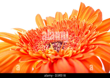 Blume Gerbera Stockfoto