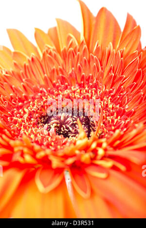 Blume Gerbera Stockfoto