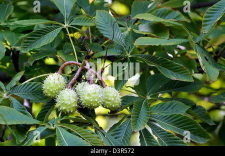 Kastanien, Trauben auf dem Baum Stockfoto