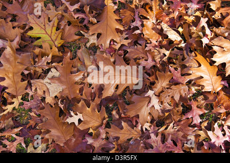 Blätter im Herbst. Canberra, Australian Capital Territory (ACT), Australien Stockfoto