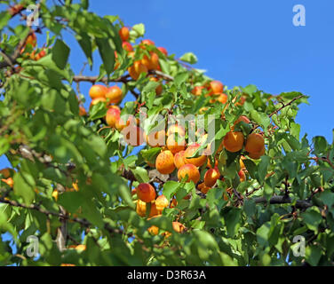 Frische reife Aprikosen auf Baum Stockfoto