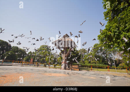 Herde von Tauben umschwebten Körner in einem Garten, Maharaja Ranjit Singh Panorama, Lawrence Road, Amritsar, Punjab, Indien Stockfoto