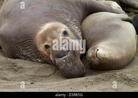 Männliche und weibliche nördlichen See-Elefanten am Strand von San Simeon Kalifornien Mirounga Angustirostris Stockfoto